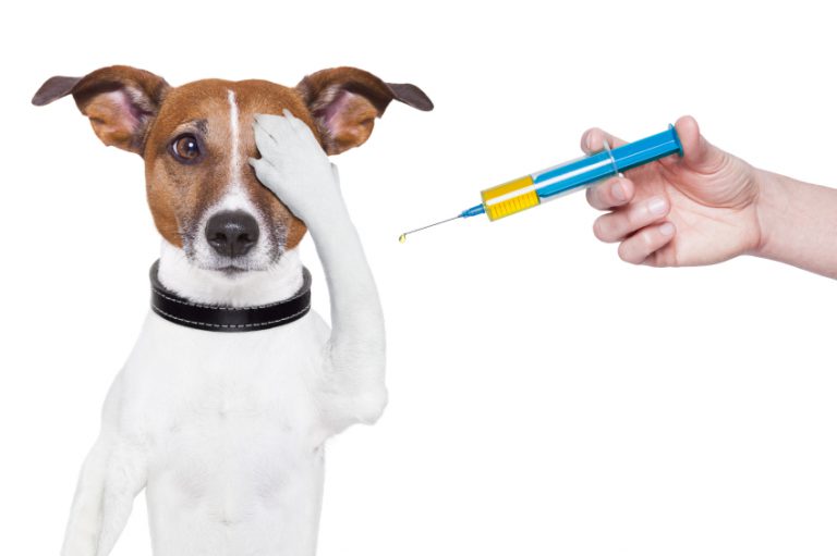 Un Chien Vacciné Peut-il Attraper La Parvovirose